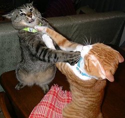 lessons aggressive behavior in cats