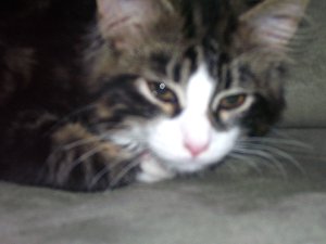 picture of Gizmo