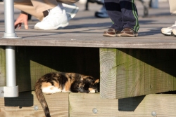 Know Your Cat - The Boardwalk Cats of Atlantic City