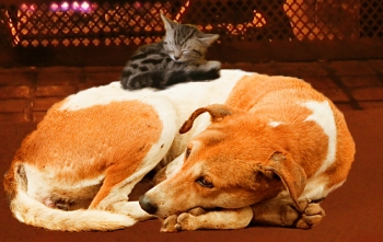 cats and dog