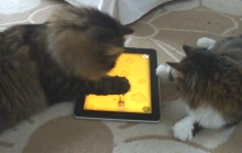Bored cat? There's an app for that