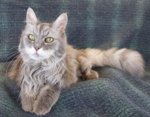 picture of Cleo - The Real Housecat of Orange County