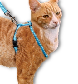 walking toy cat with lead