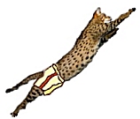 exercat