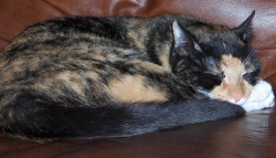 female tortoiseshell cat