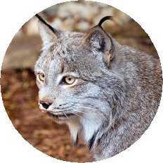 Canada lynx