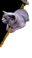 maccat