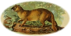 Jaguarundi - the otter cat