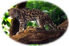 Margay cats